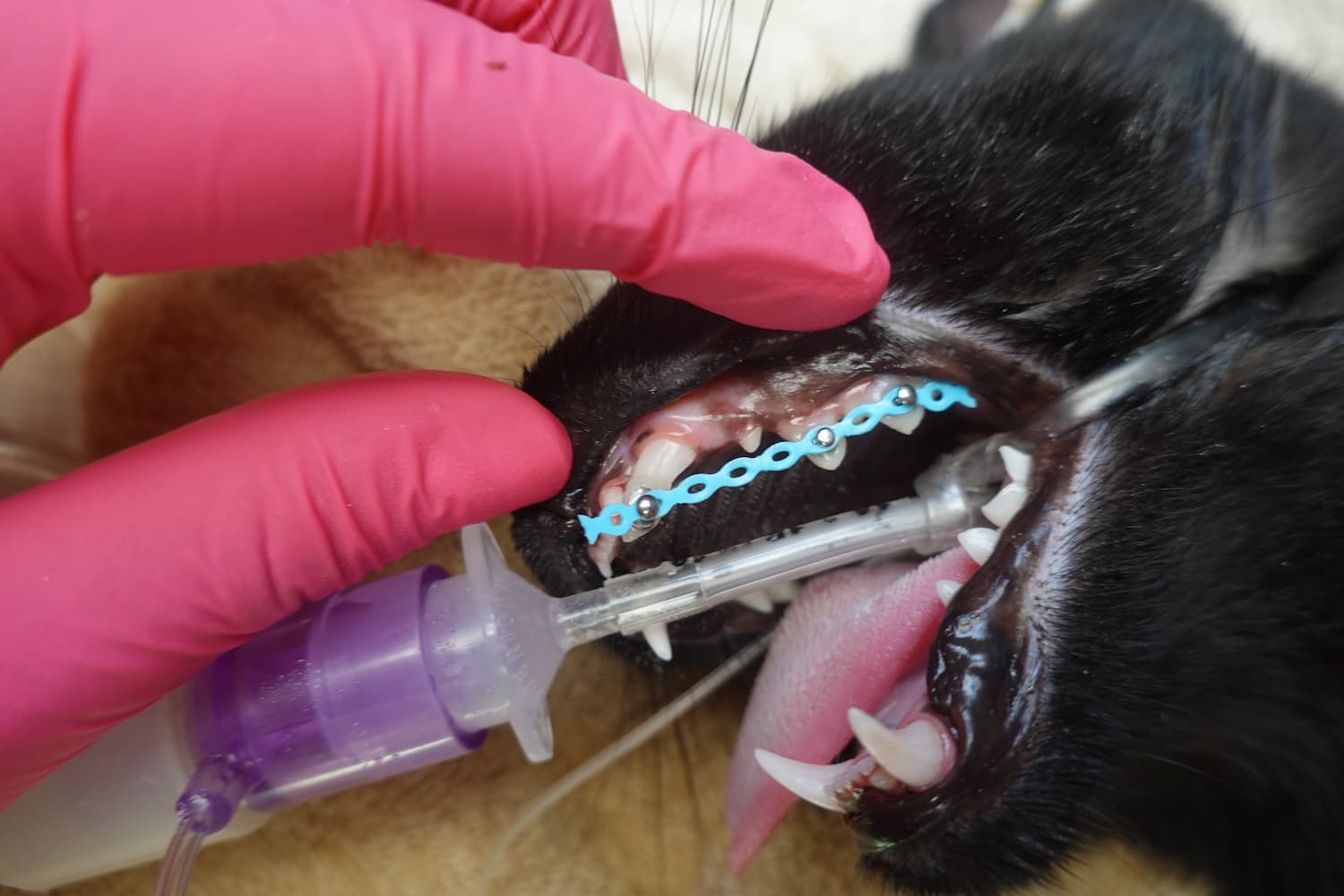 Orthodontics Minnesota Veterinary Dental Specialists