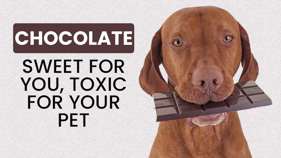 Chocolate Sweet for You, Toxic for Your Pet Minnesota Veterinary