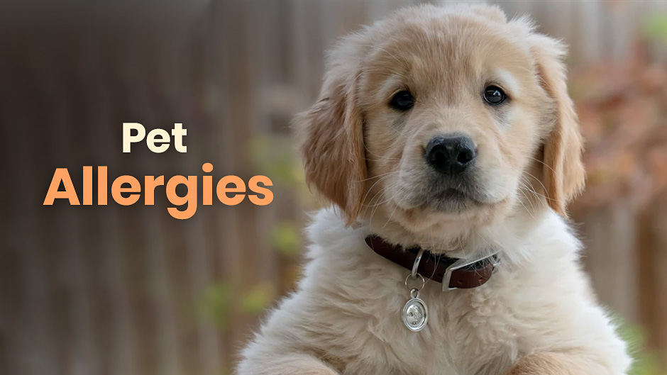 Pet Allergies Minnesota Veterinary Hospital Best Vet Shoreview MN