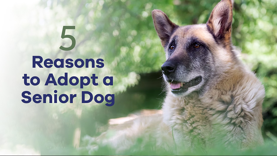 5 Reasons to Adopt a Senior Dog Minnesota Veterinary Hospital Best Vet Shoreview MN