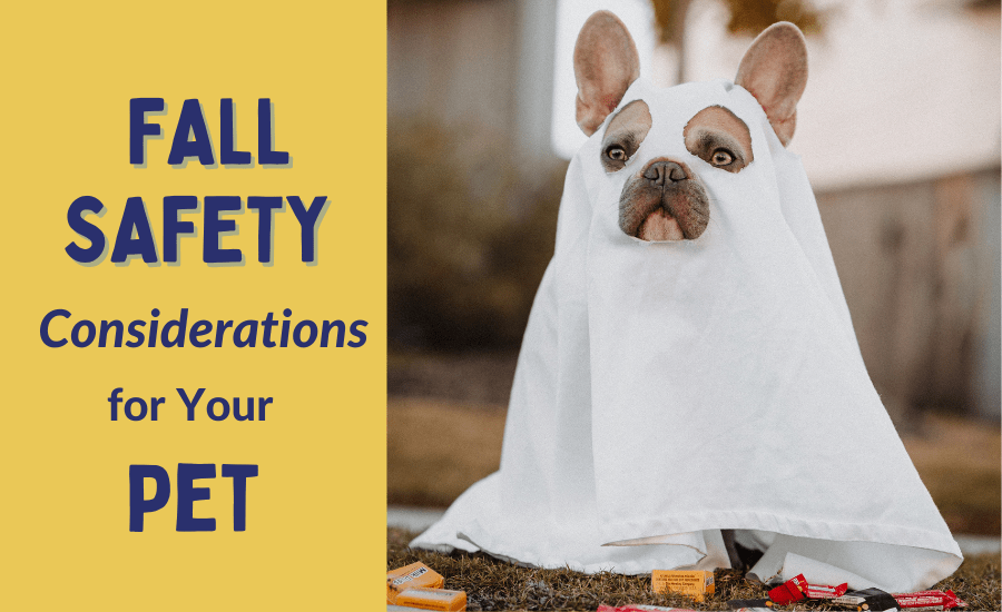Fall Safety Considerations for Your Pet Minnesota Veterinary Hospital