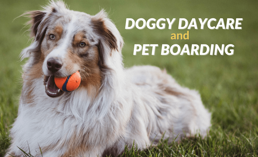 Doggy Daycare and Pet Boarding Minnesota Veterinary Hospital Best