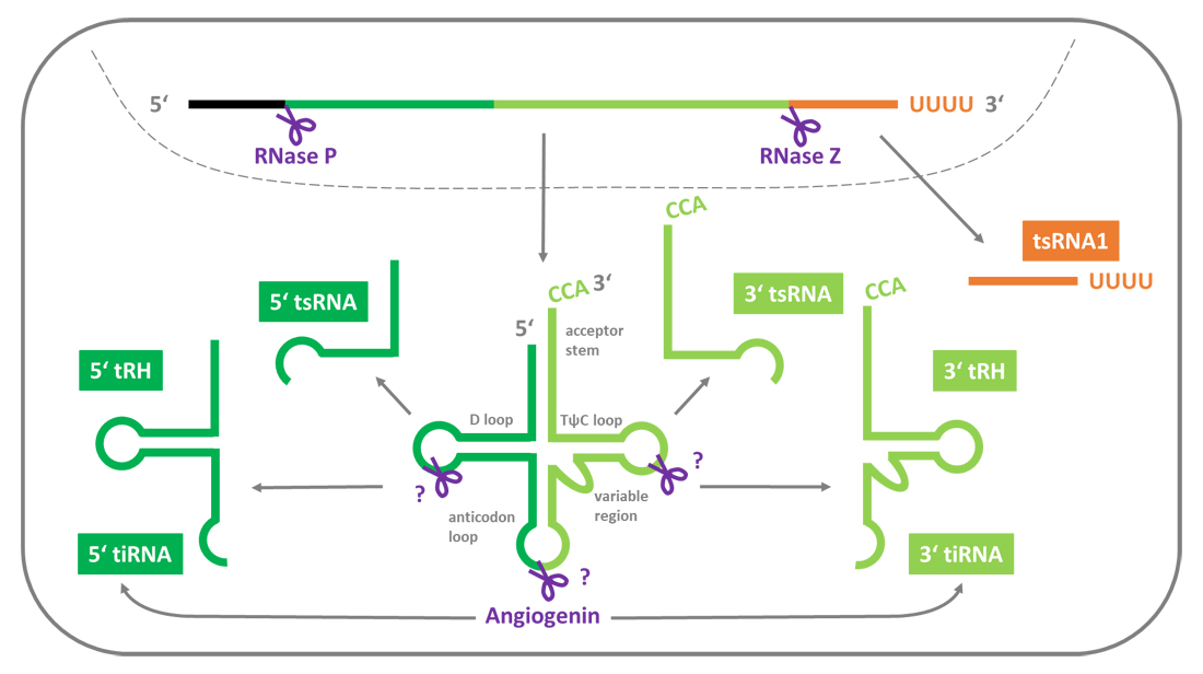tRNADerived Small RNAs The Good, the Bad and the Ugly