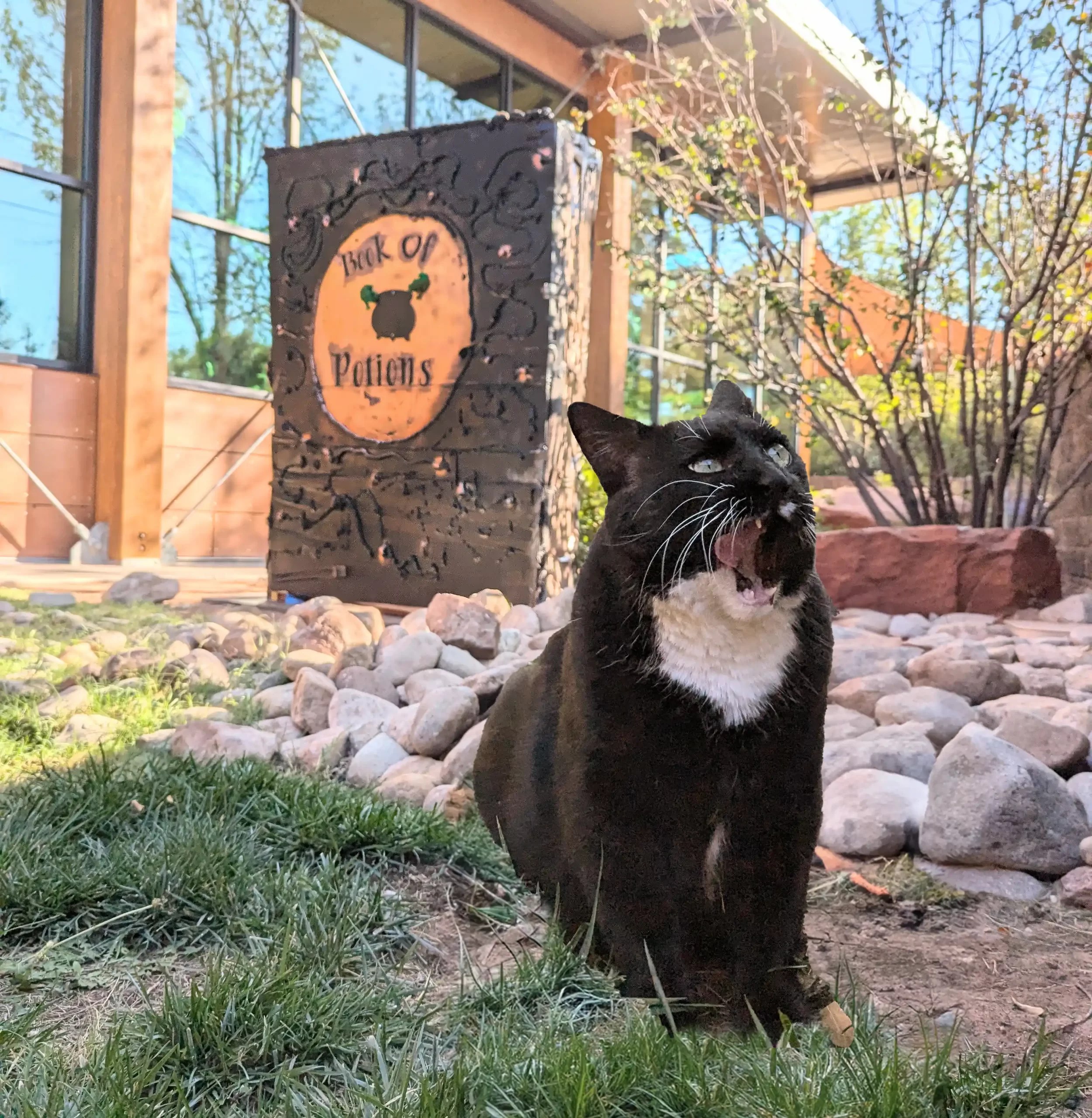 Cosmo’s spooktacular guide to a purrfect Halloween at the library Moab Sun News Moab, Utah