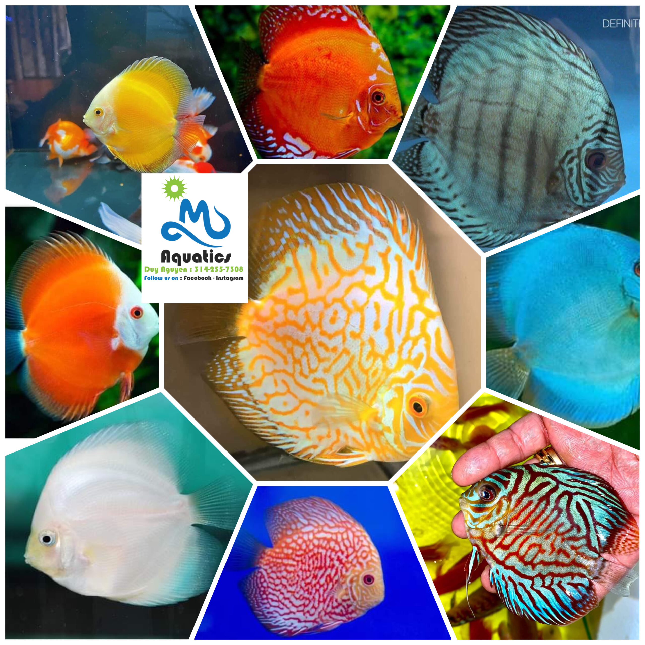 Discus Fish MO Aquatics