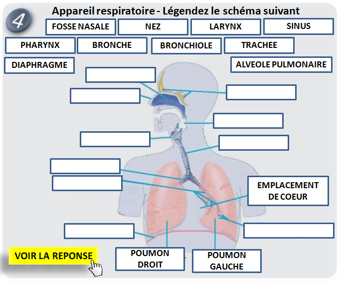 Appareil respiratoire. Biologie humaine légendez le schéma