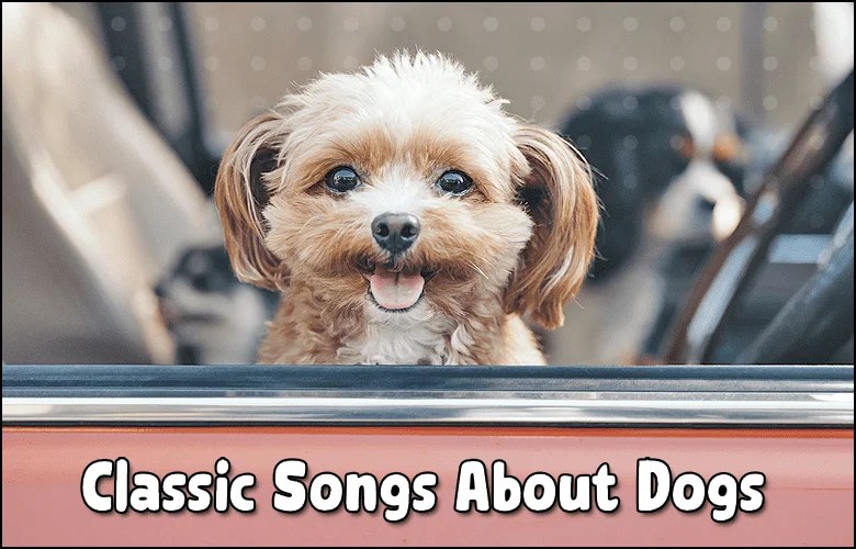 Songs About Dogs 51+ Best Songs About Our Four Legged Friends