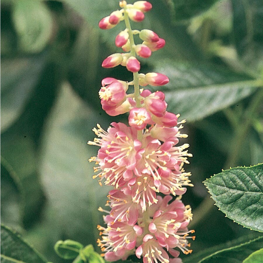 2Gallon Pink Ruby Spice Summersweet Flowering Shrub in Pot (L9841) at
