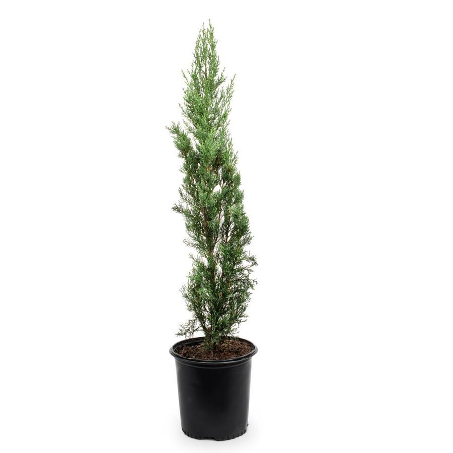 2.5Quart Yellow Italian Cypress Feature Tree in Pot (With Soil) (L3291