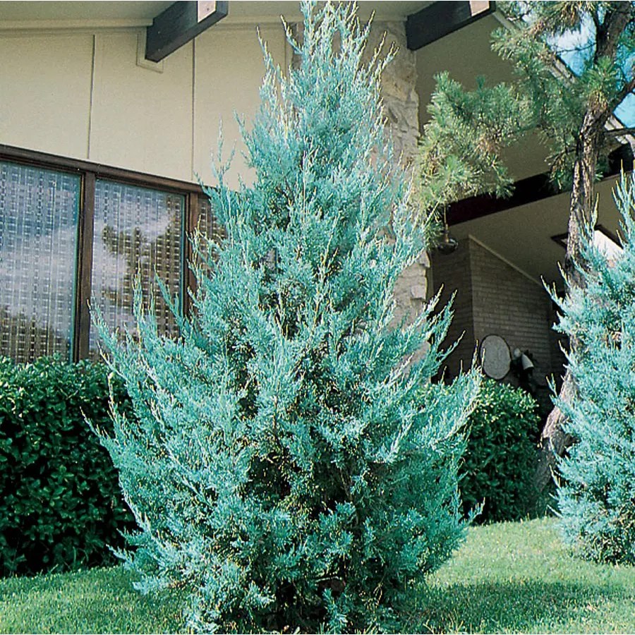2Quart Wichita Blue Juniper Feature Shrub in Pot (L3789) in the Shrubs