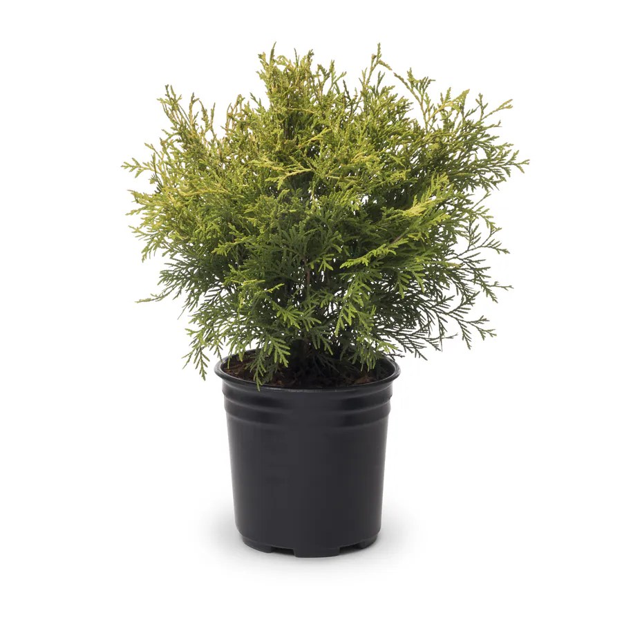 Shop 2Quart Golden Globe Arborvitae Accent Shrub (L3952) at