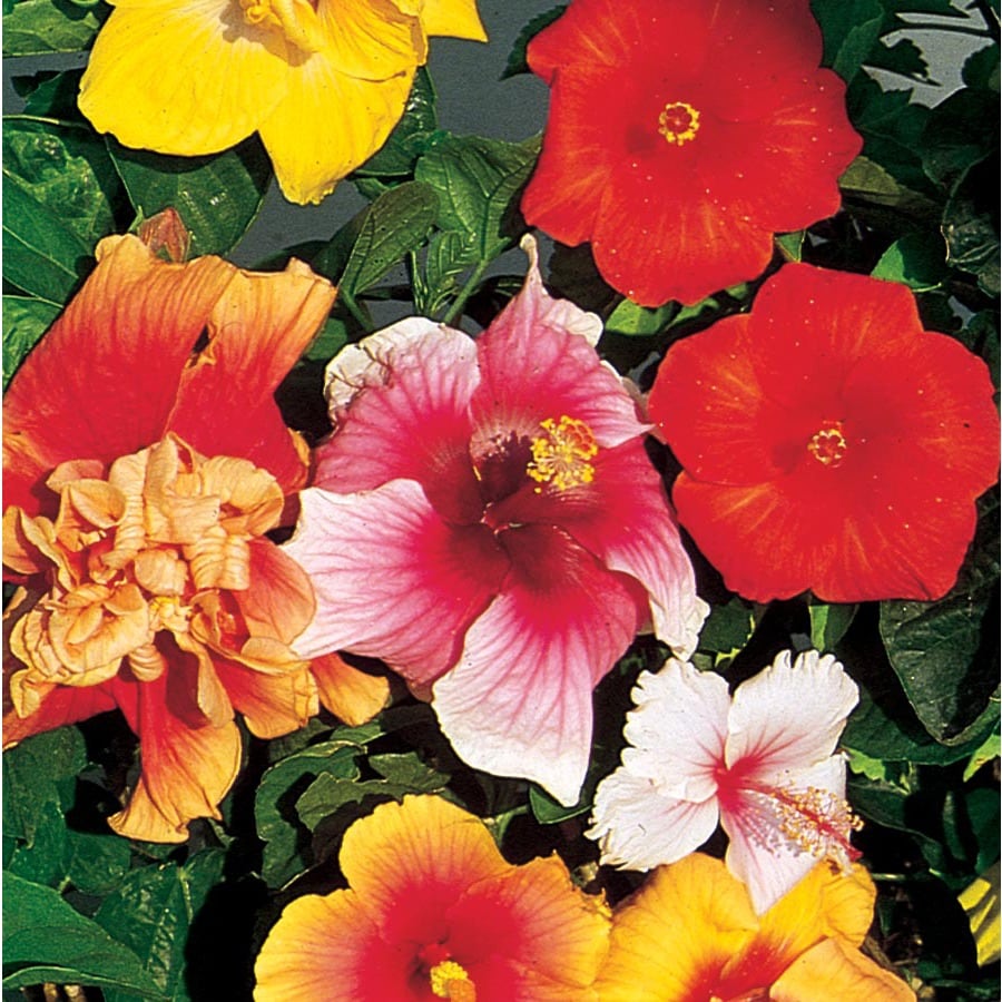2.51Gallon Multicolor Hibiscus Flowering Shrub in Pot