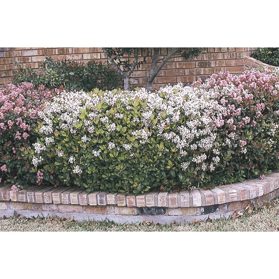 2Quart Multicolor Indian Hawthorn Foundation/Hedge Shrub in Pot