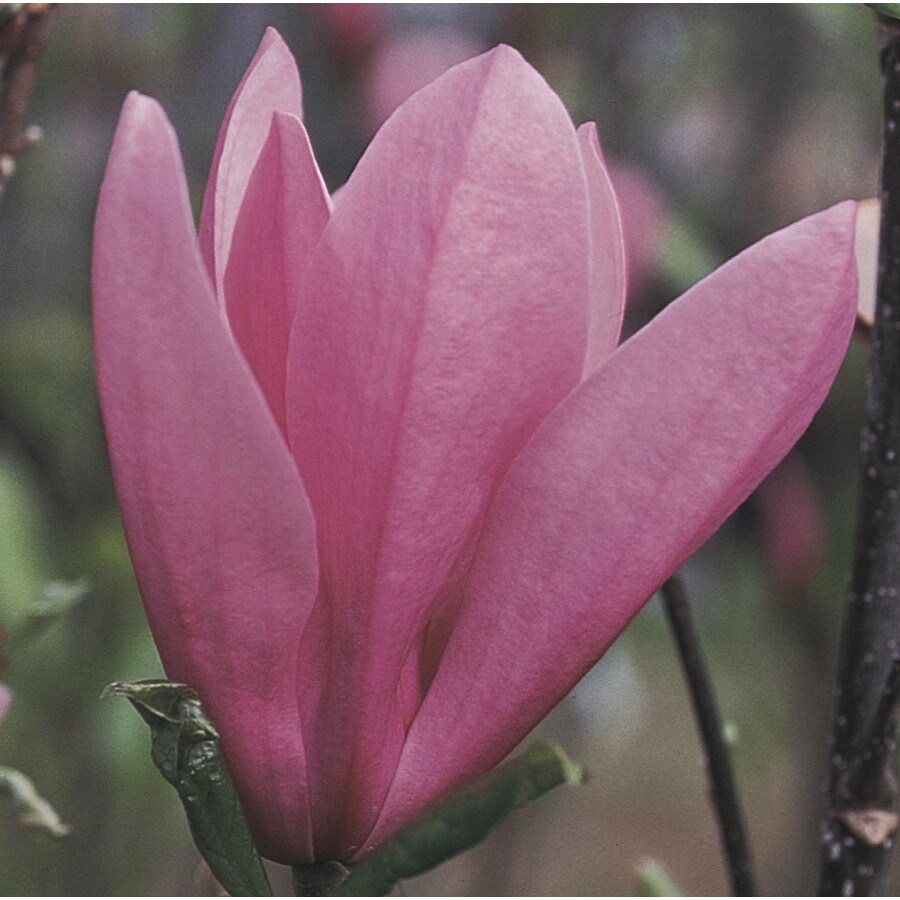 3.74Gallon Multicolor Jane Magnolia Flowering Tree in Pot (With Soil
