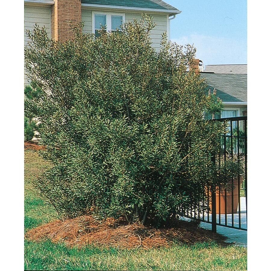 5Gallon White Southern Wax Myrtle Screening Shrub in Pot (L1370) at