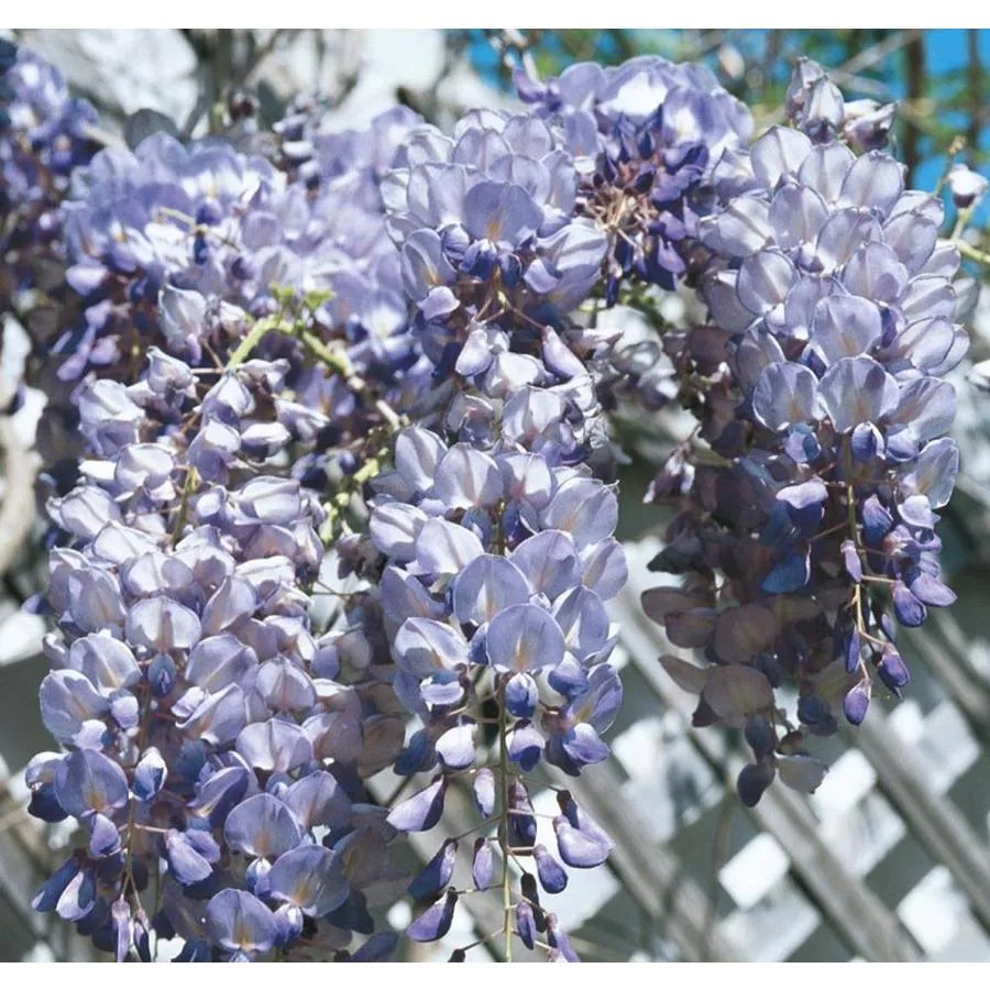 Monrovia 3.6Gallon Blue Moon Wisteria Plant (LW00713) at