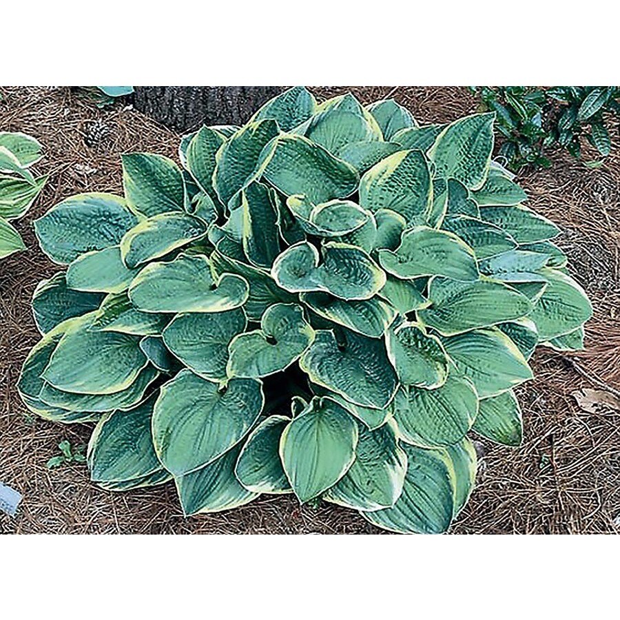 Monrovia 3Quart Christmas Tree Plantain Lily at