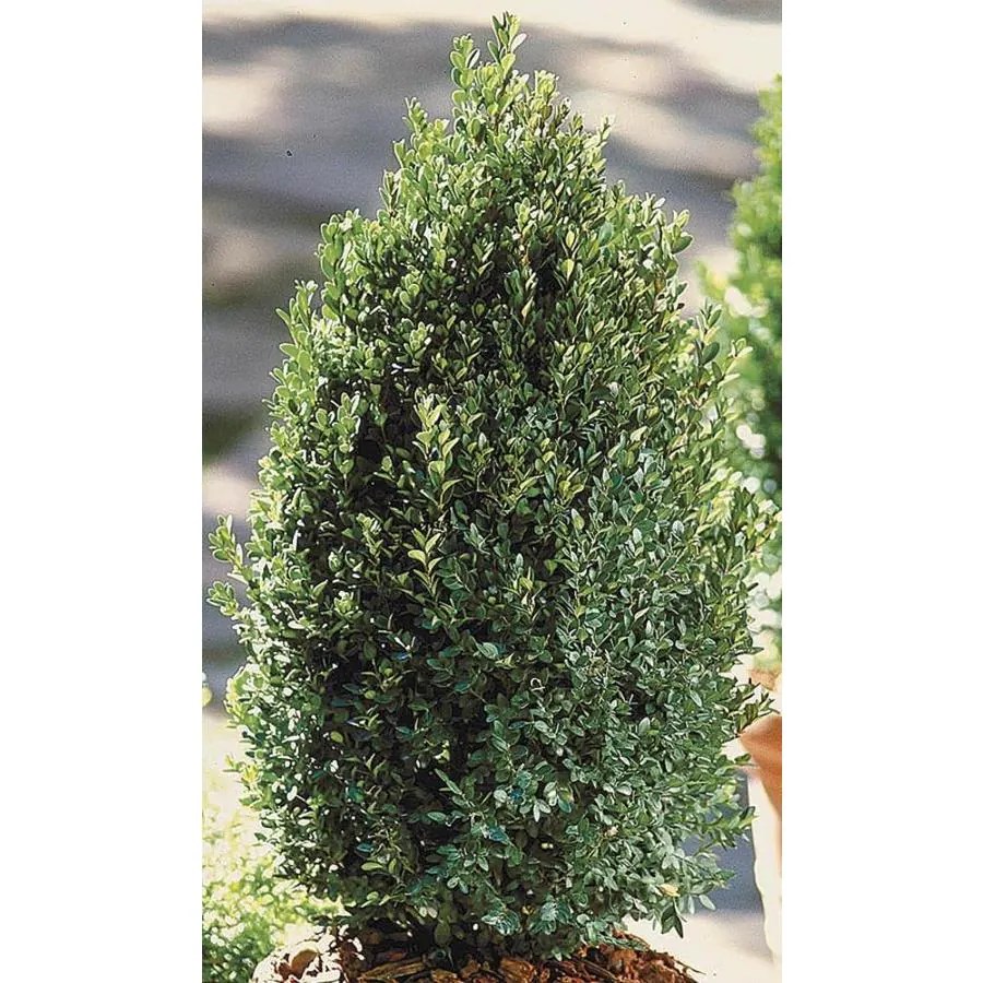 Shop Monrovia 3.58Gallon Yellow Green Mountain Pyramidal Boxwood