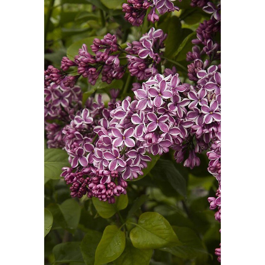 Monrovia Lavender Sensation Lilac Flowering Shrub in Pot (With Soil) at