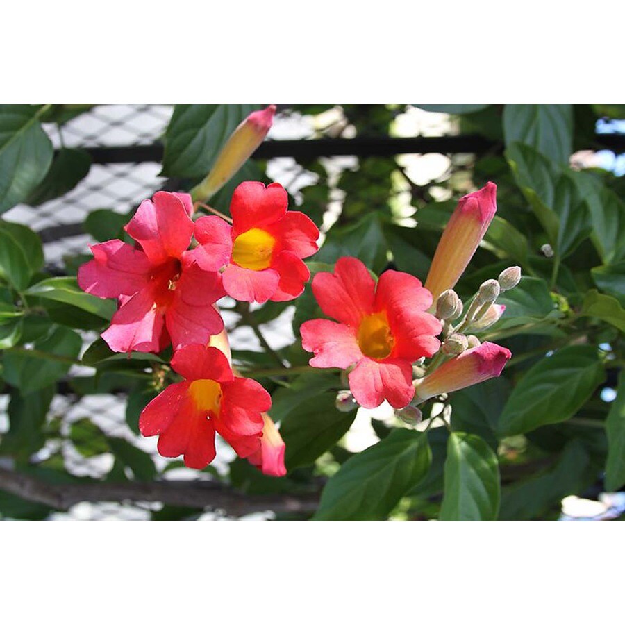 Monrovia 3 Quart Scarlet Trumpet Vine at