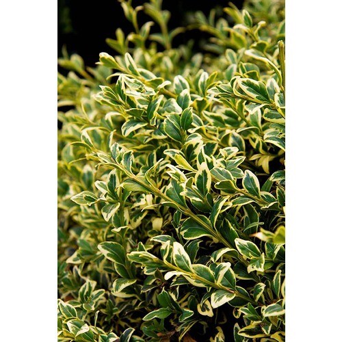 Monrovia Variegated English Boxwood Flowering Shrub in Pot (With Soil