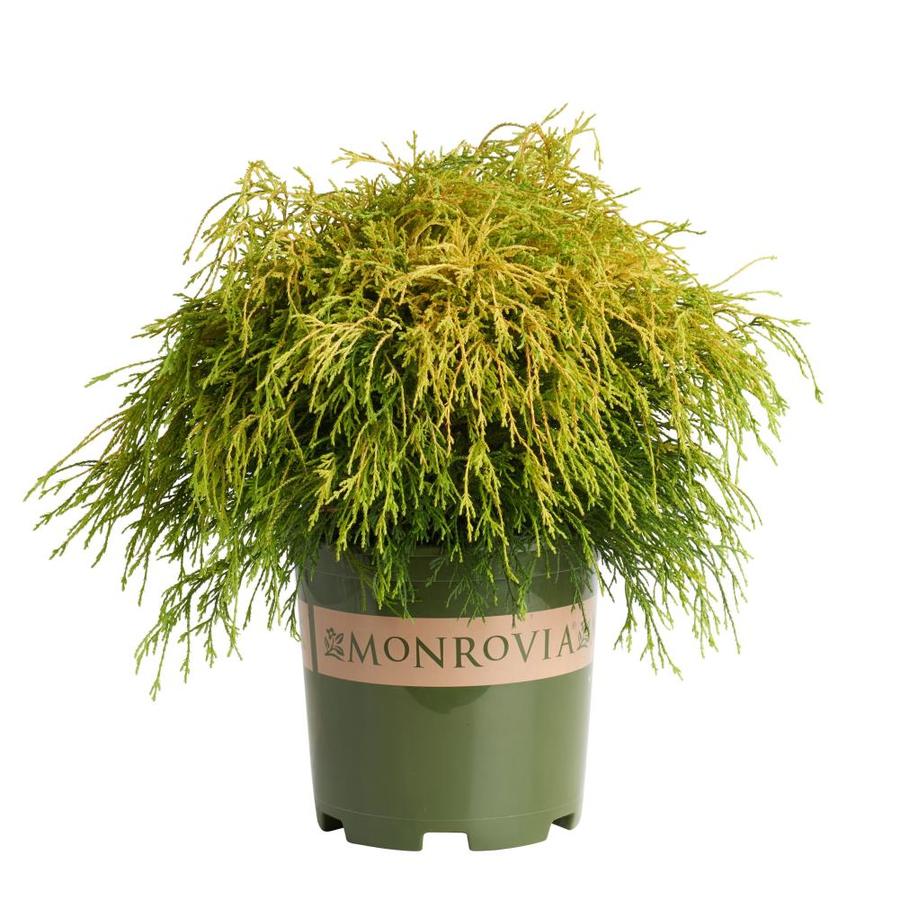 Monrovia 1.6Gallon Golden Charm Threadleaf False Cypress Foundation