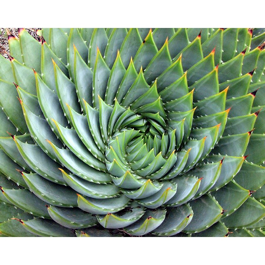 Shop Monrovia 1.6Gallon Spiral Aloe at