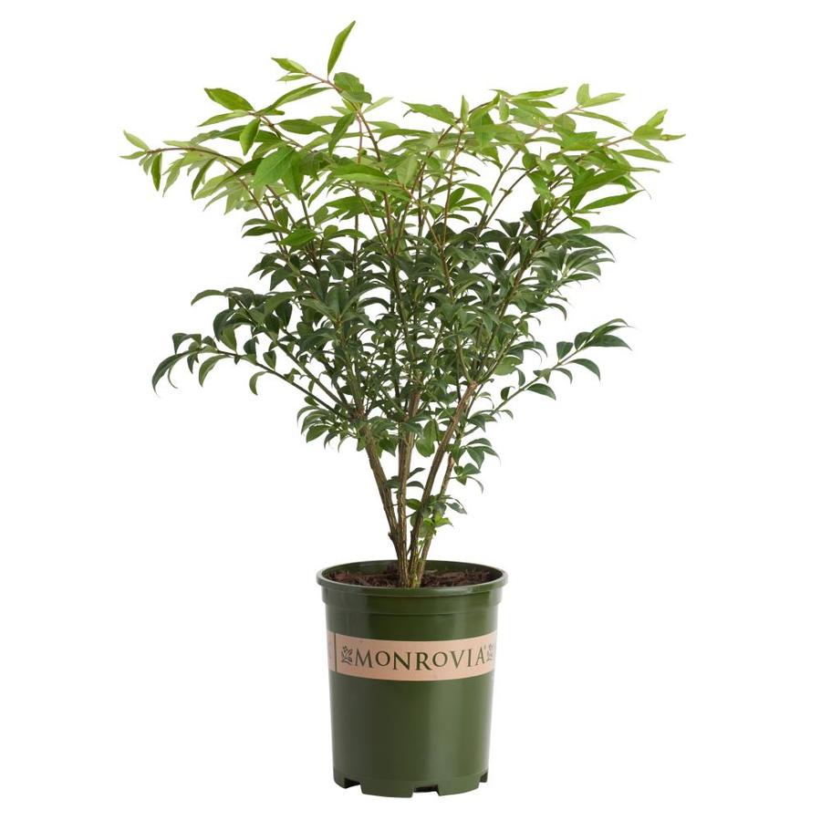 Monrovia Dwarf Burning Bush Feature Shrub in Pot (With Soil) at