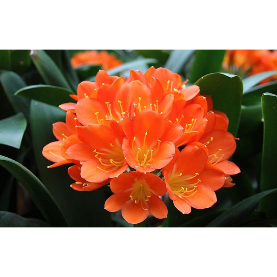 Monrovia 1.6Gallon in Pot Flame Bush Lily at