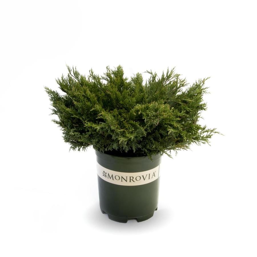 Monrovia 1.6Gallon Calgary Carpet Juniper Foundation Hedge Shrub in