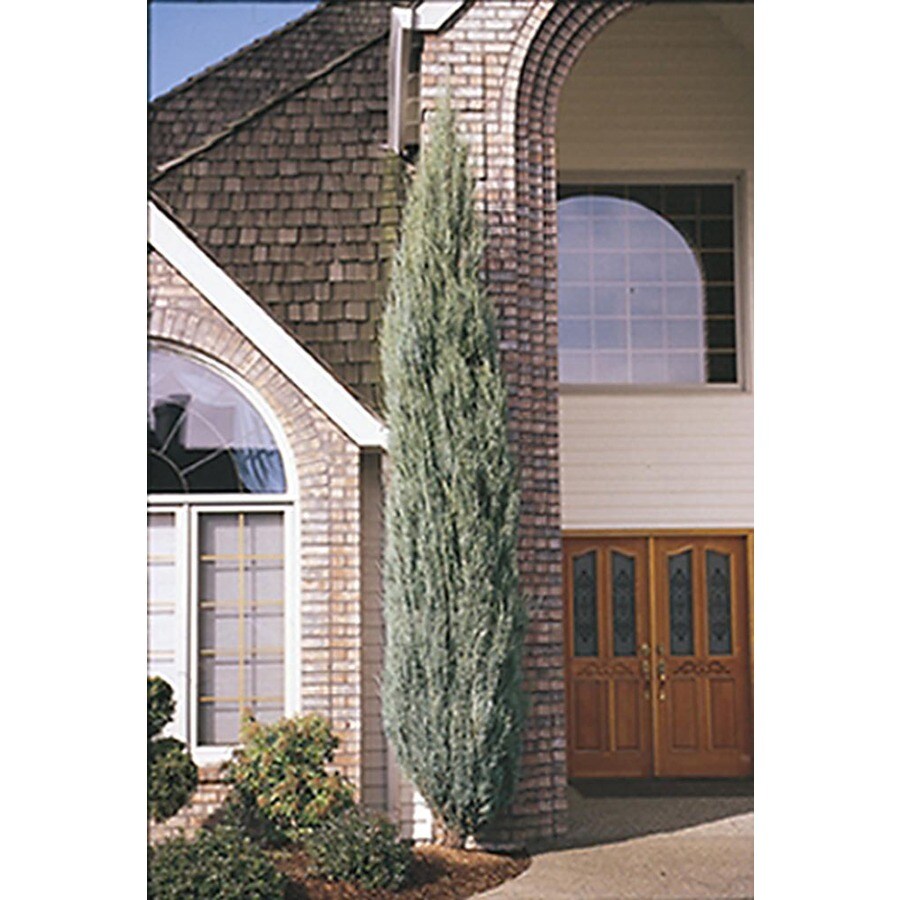 Monrovia Blue Arrow Juniper Screening Shrub in Pot (With Soil) at