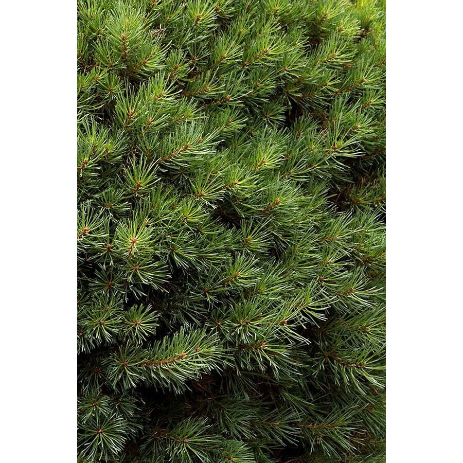 Monrovia Dwarf Scotch Pine Accent Shrub in Pot (With Soil) at