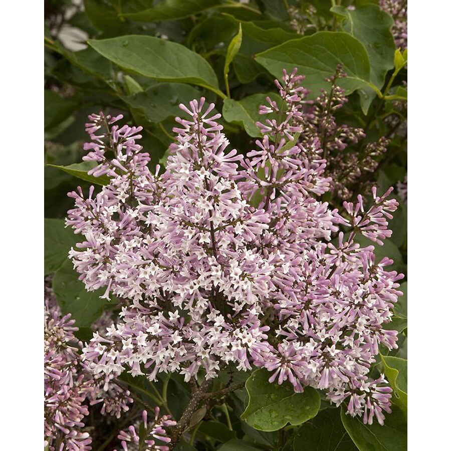 Monrovia 1.6Gallon Pink Miss Kim Korean Lilac Flowering Shrub in Pot