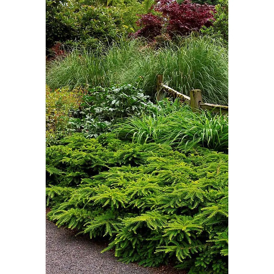 Monrovia Emerald Spreader Japanese Yew Foundation/Hedge Shrub in Pot