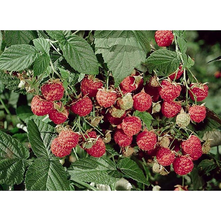 Monrovia White Rubus Heritage Raspberry Flowering Shrub in Pot (With