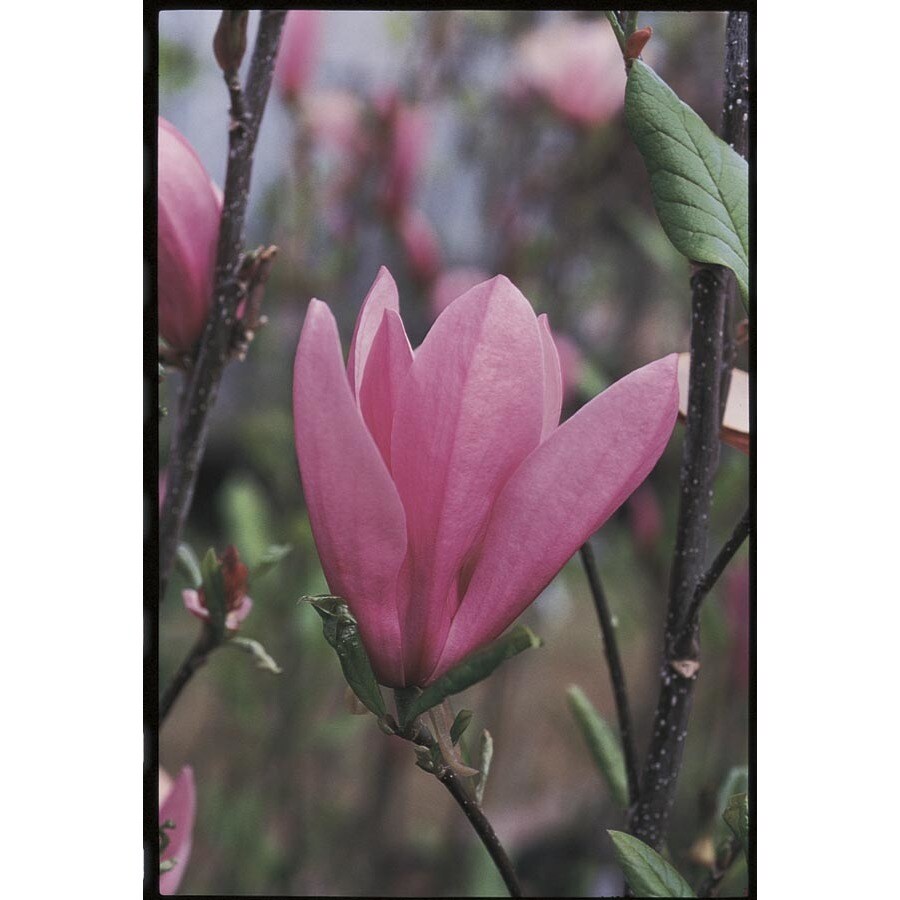 3.25Gallon Multicolor Jane Magnolia Flowering Tree in Pot (With Soil