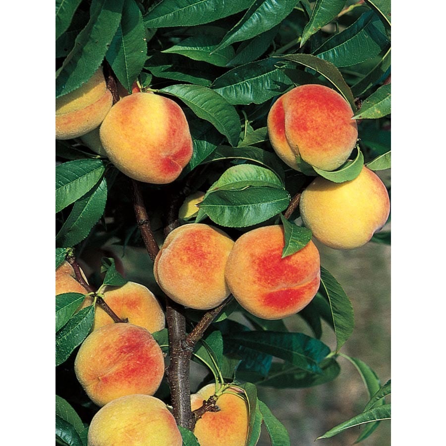 Shop 3.25Gallon La Feliciana Peach Tree (L1337) at