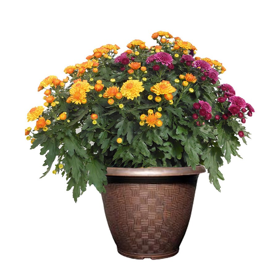 2Gallon Multicolor Mum in Planter (L17375) at