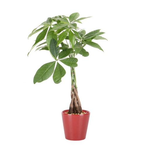 Money Tree Braid (Pkmtp4) in the House Plants department