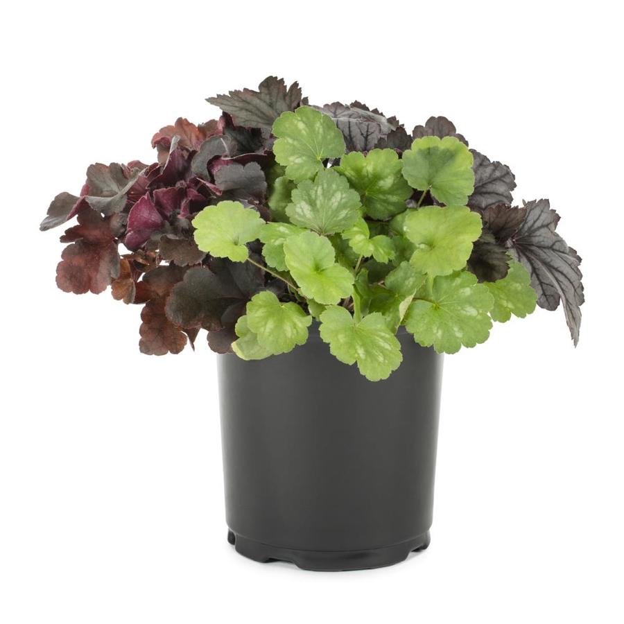 2.5Quart in Pot Coral Bells (L21084) in the Perennials department at