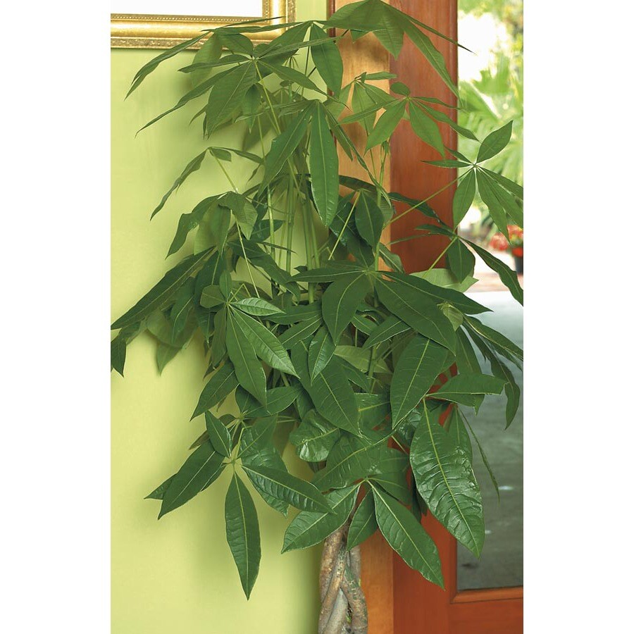 Pachira Money Tree (L20962hp) at