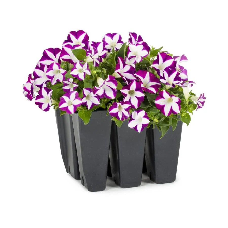 Lowes Annual Flowers For Sale / How To Choose Annuals Delivery