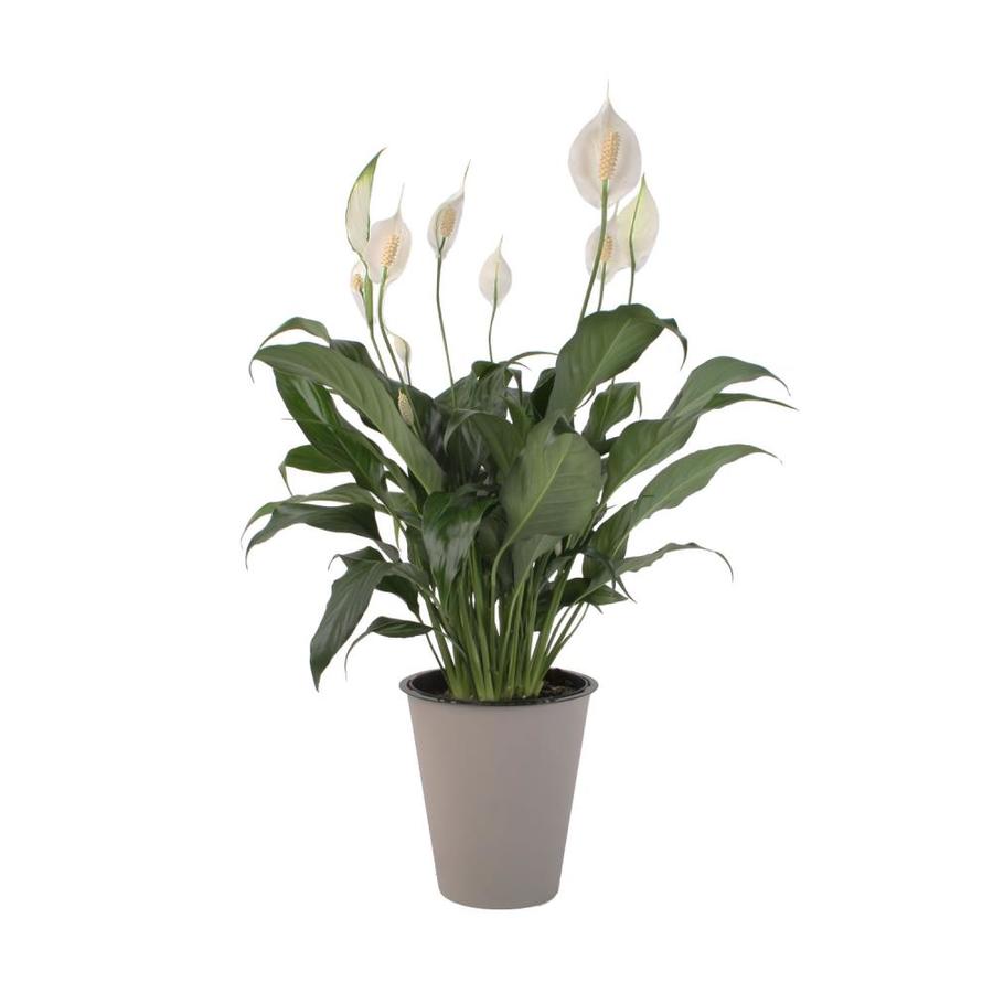 Waterwick 1.9Quart White Peace Lily in Plastic in Planter
