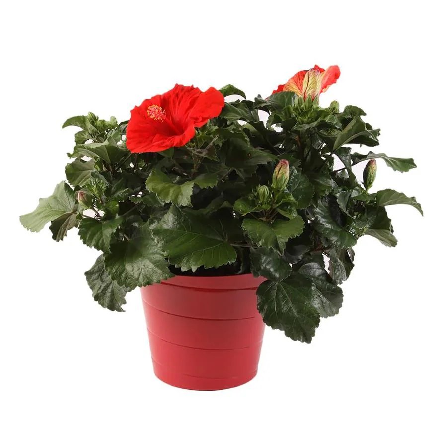3Quart Multicolor Hibiscus in Planter at