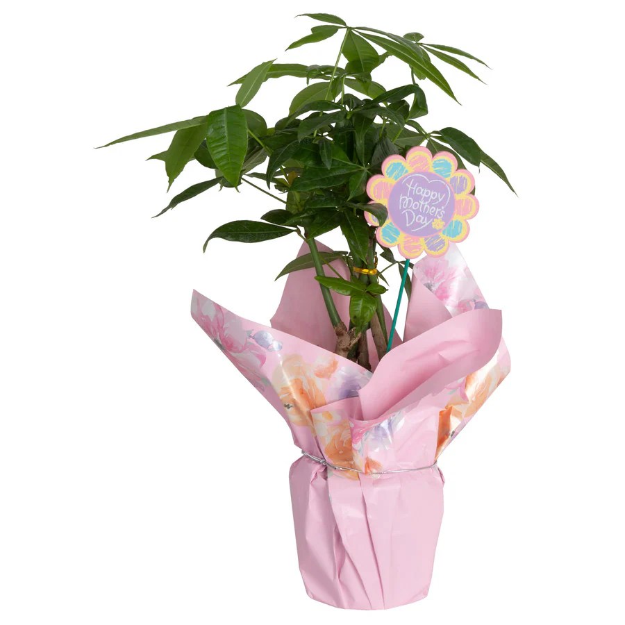 Costa Farms 14.2oz Money Tree in Ceramic Planter at