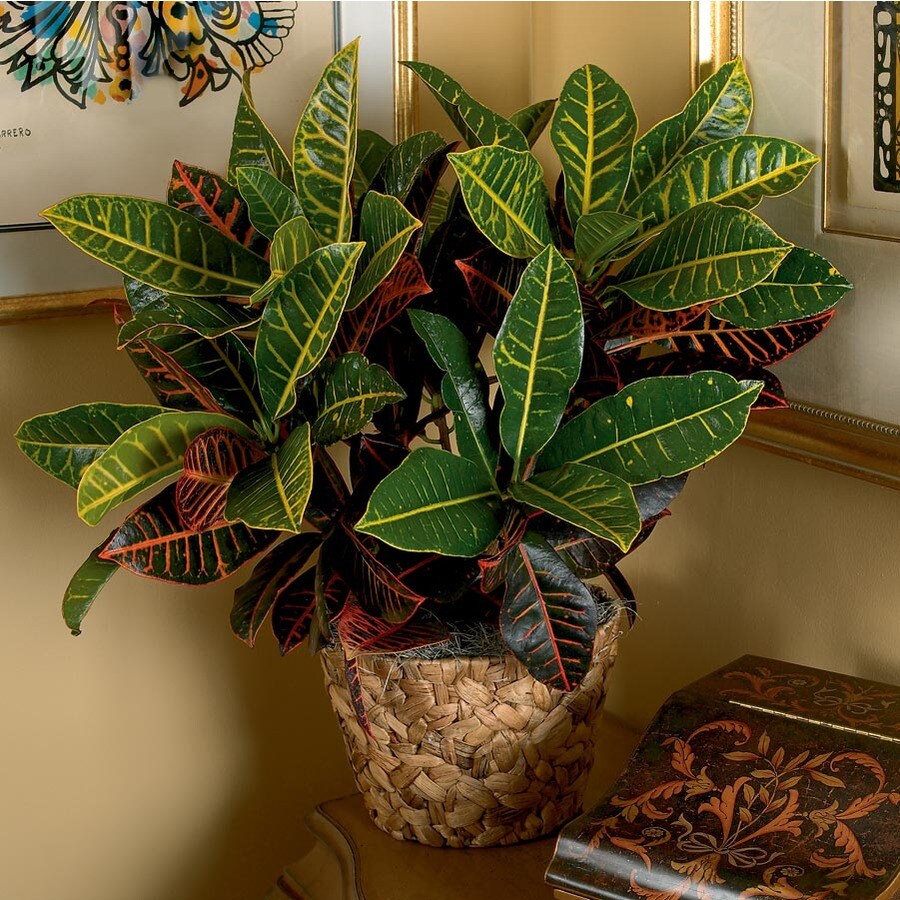48in Croton in Pot (L20932hp) at
