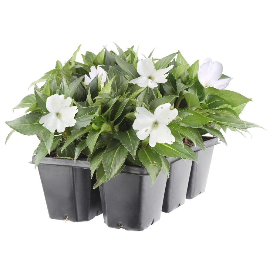 6Pack White New Guinea Impatien in Tray at