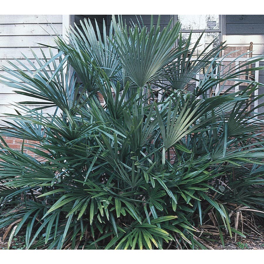 Needle Palm Feature Shrub in Pot (With Soil) (L14458) at