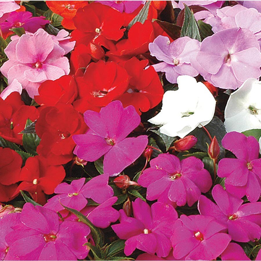 2Gallon Multicolor New Guinea Impatiens in Hanging Basket (L3080) at