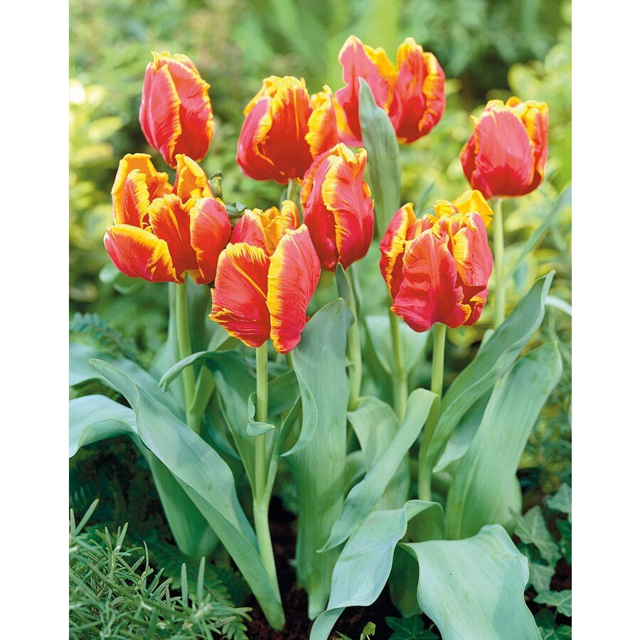 Bright Parrot Tulip Bulb at